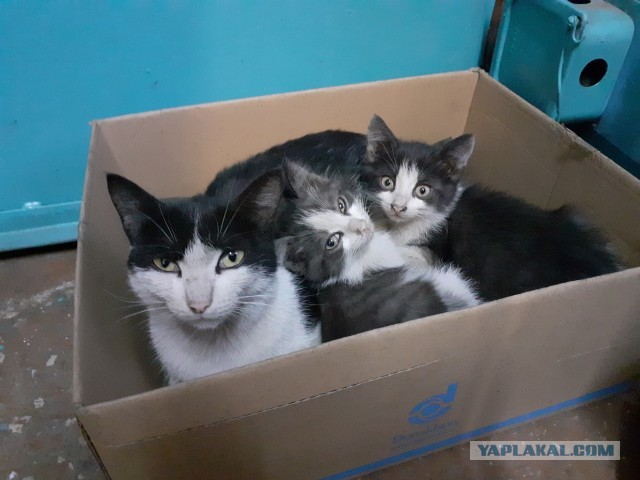 ЯП в кошках