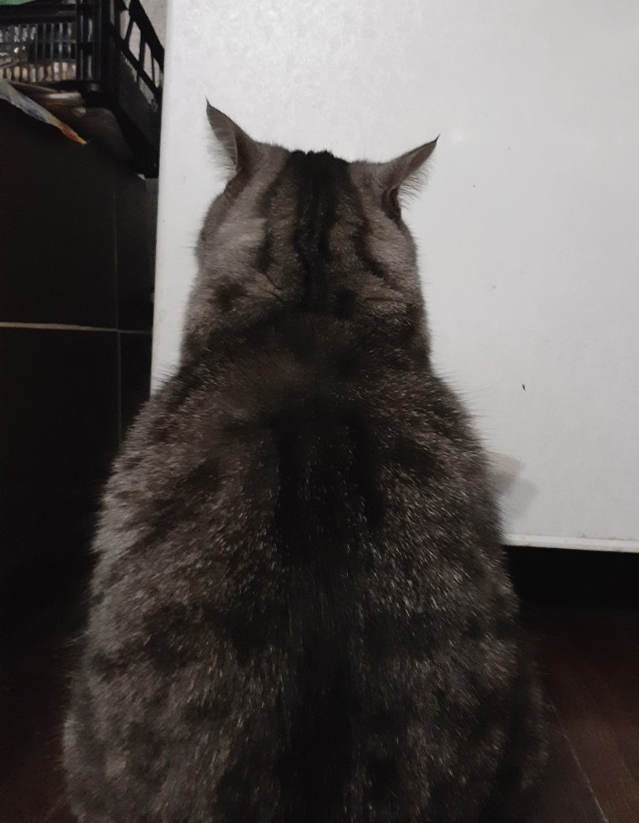 Котовторник 28.01.2020