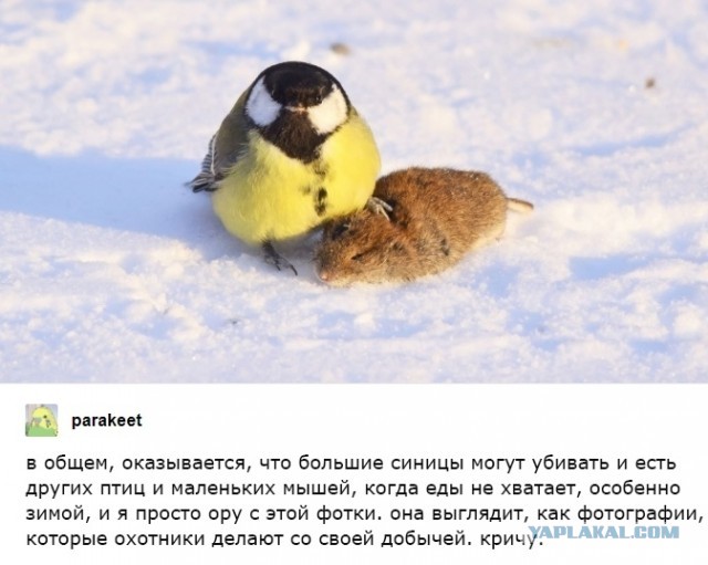Бредзона 06.02.2020