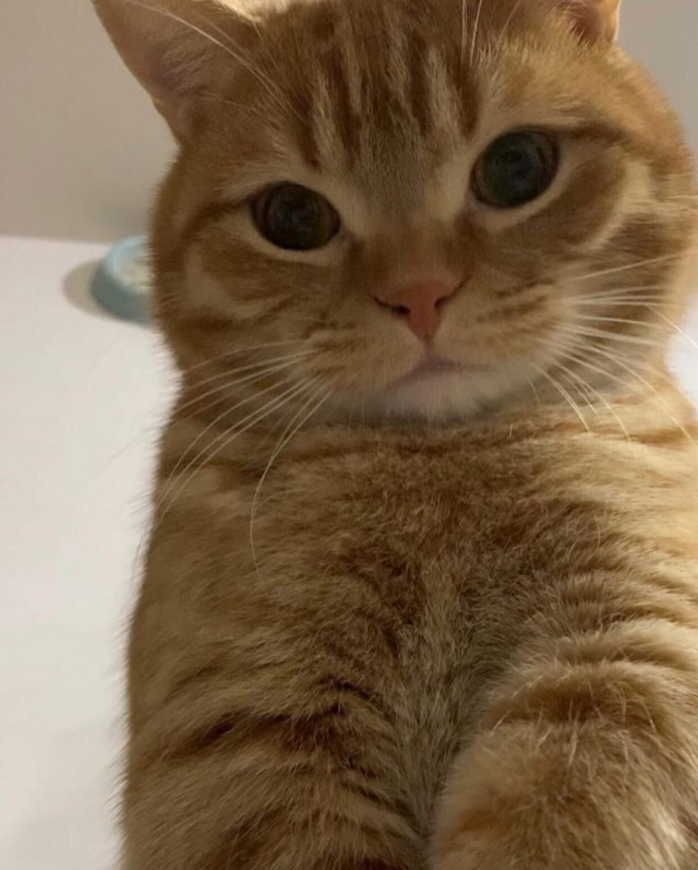 Коты из сети