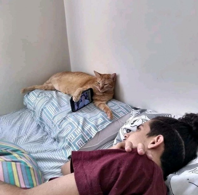 Коты из сети