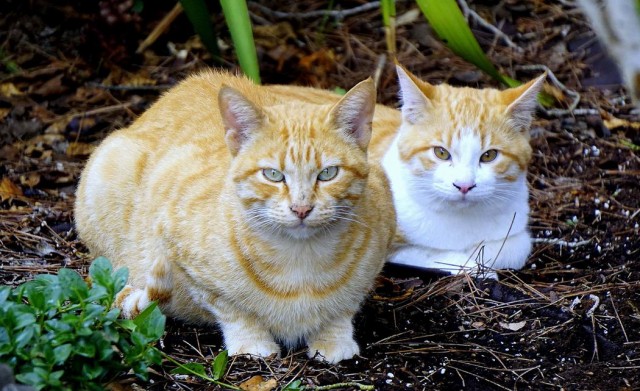 Котофеев пост
