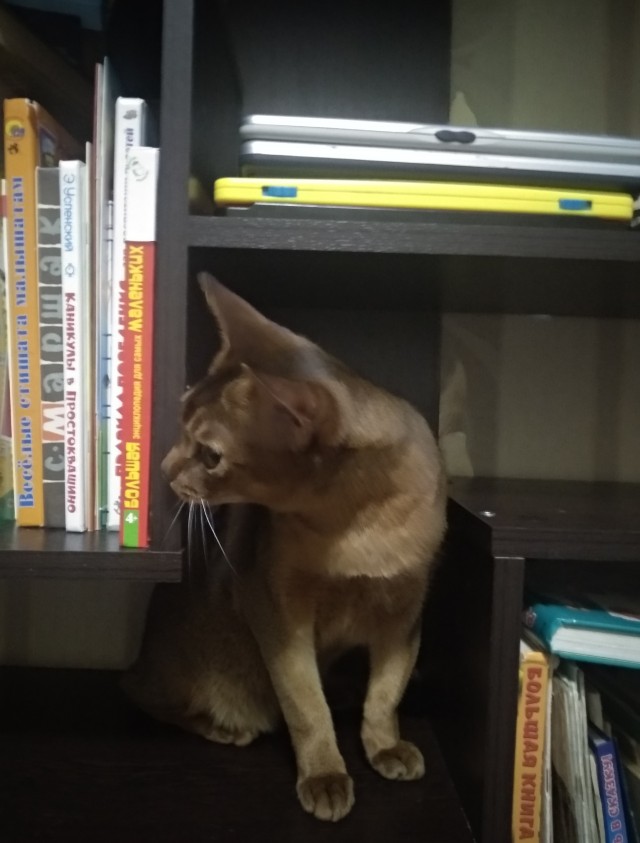 Котопост. Просто антикризисный котопост