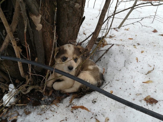 Живность 15.03.20
