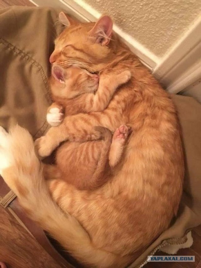 Котовторник?! Коты во вторник!