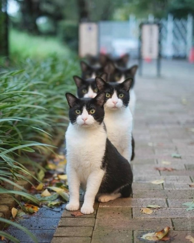 Коты они такие