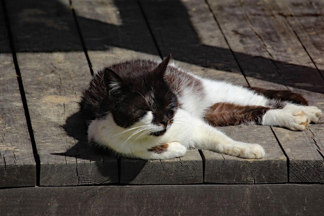Которник