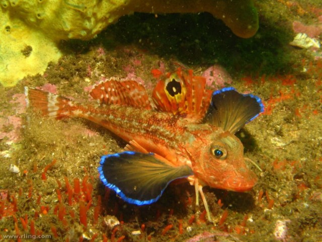 Тригла: Орущая рыба с «ногами краба». Прикольный монстр из Чёрного моря