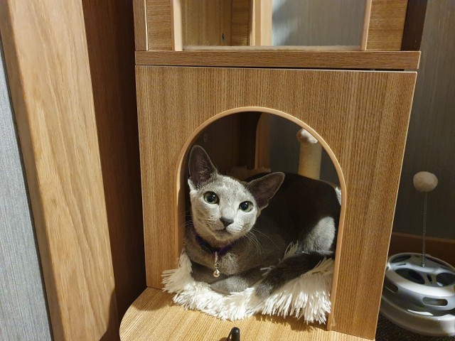 Последний котовторник лета