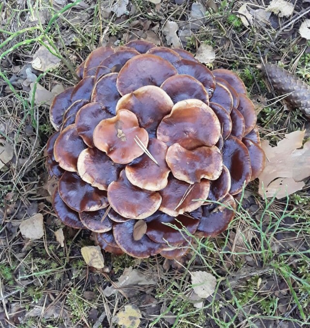 Грибной эксперимент