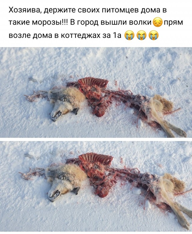 В РПЦ выступили за запрет охоты как развлечения
