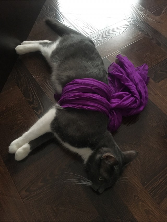 Котовторник так котовторник