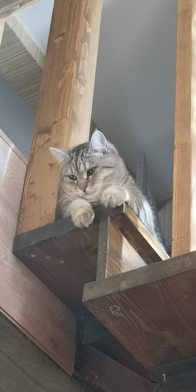 Ну, поехали в котоввторник!