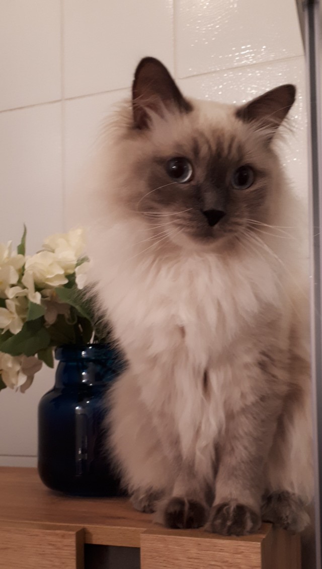 А ваши котейки че счас делают?