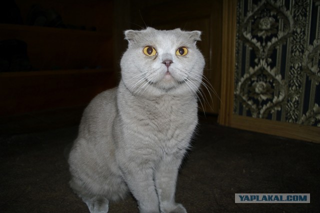 И снова день кошачий!