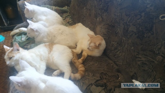 Котики в беде