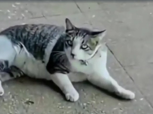 Кот постигал нирвану