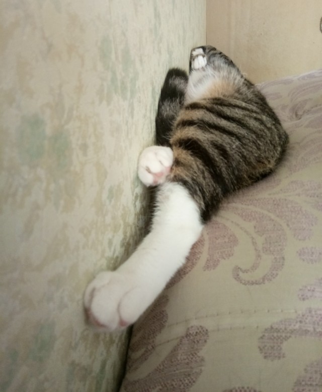 Лето и коты