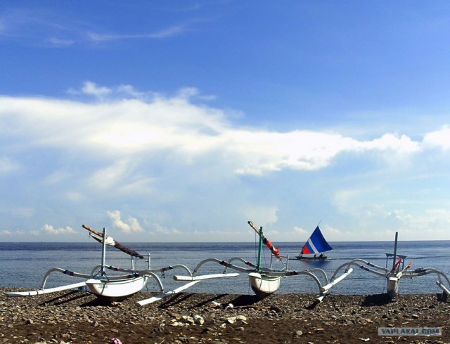 Они живут только 40 лет