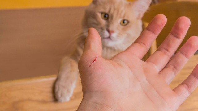 Бактерия безумия: как необычное заражение едва не свело ребёнка с ума