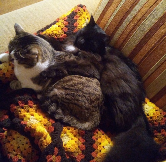 Котейку забрали из приюта