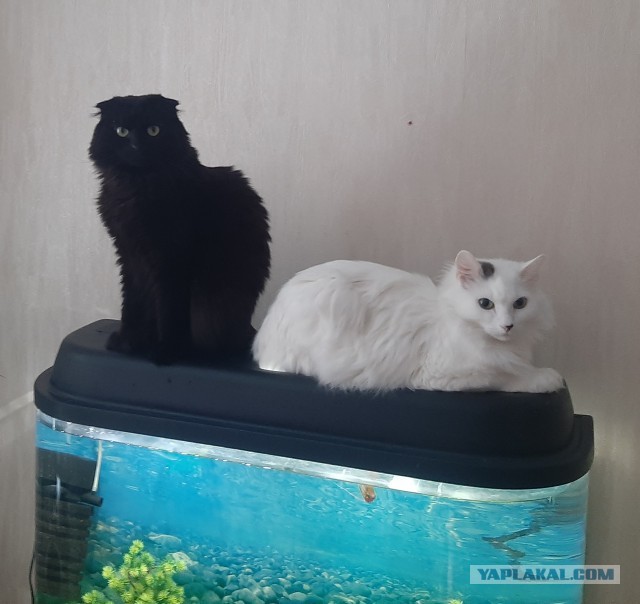 Начинаем котовторник.