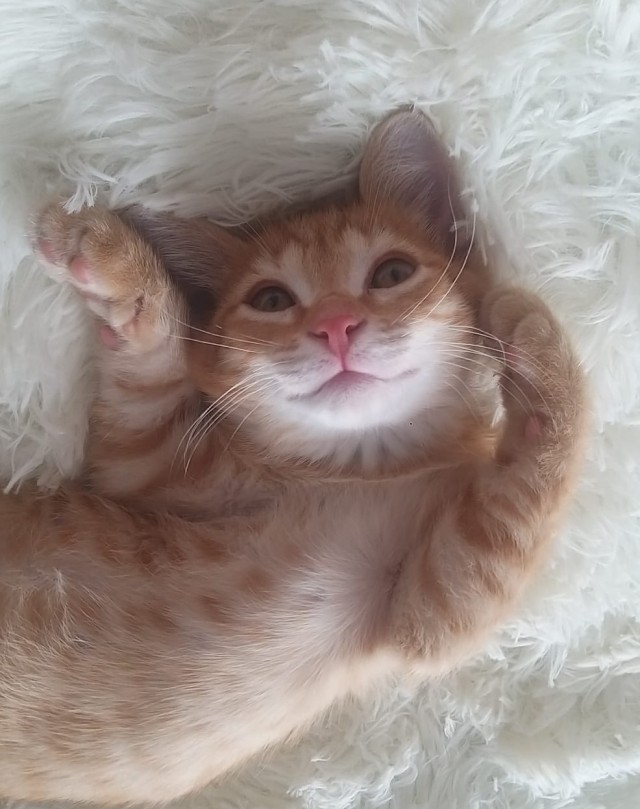 Коточетверг!