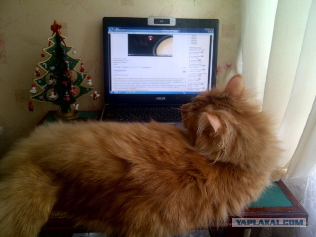 Котовторник 26.03.2013