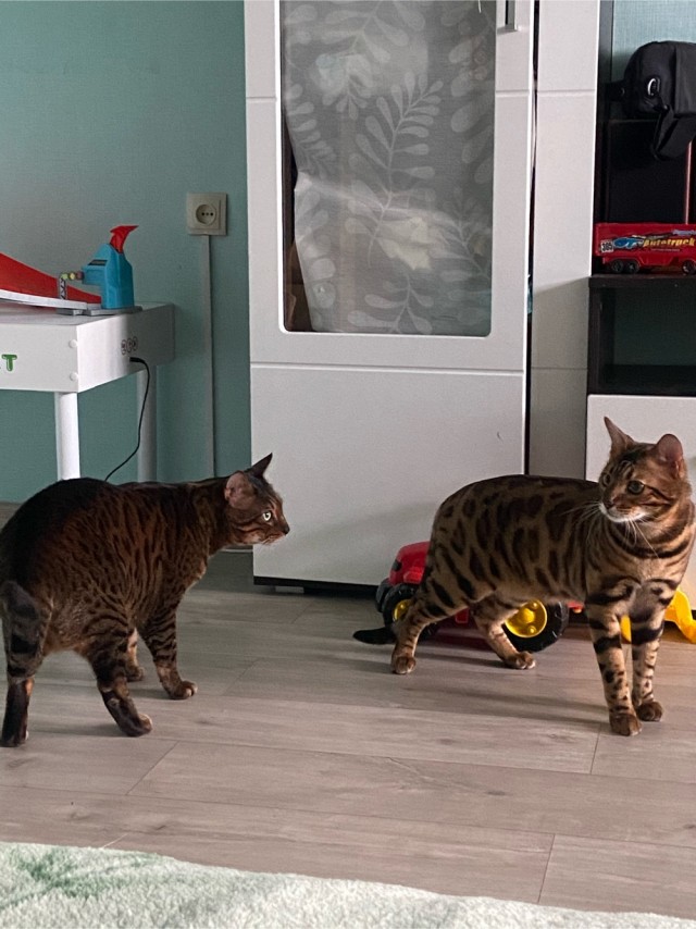 Лена! Прекратите мучать котика!