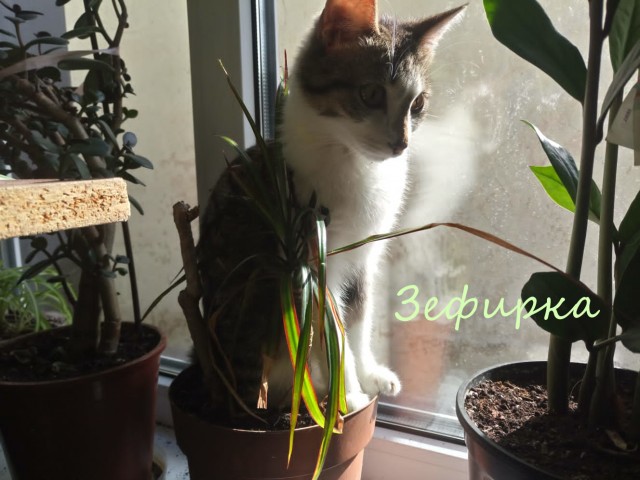 Жизнь домашнего приюта "Котоленд" 394