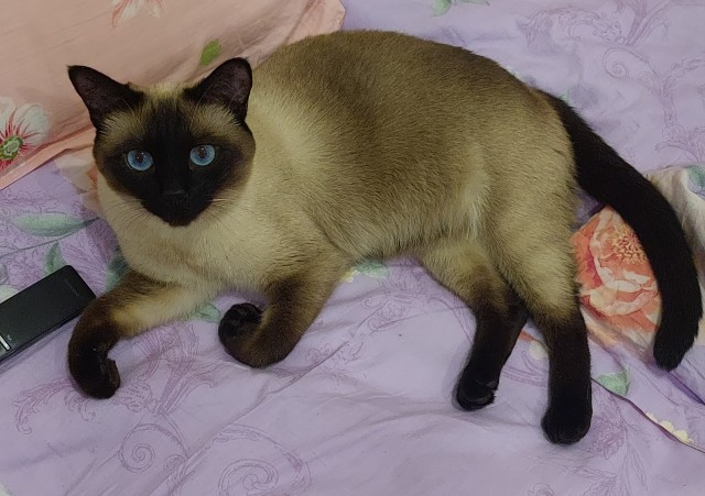 Хозяйственный кот