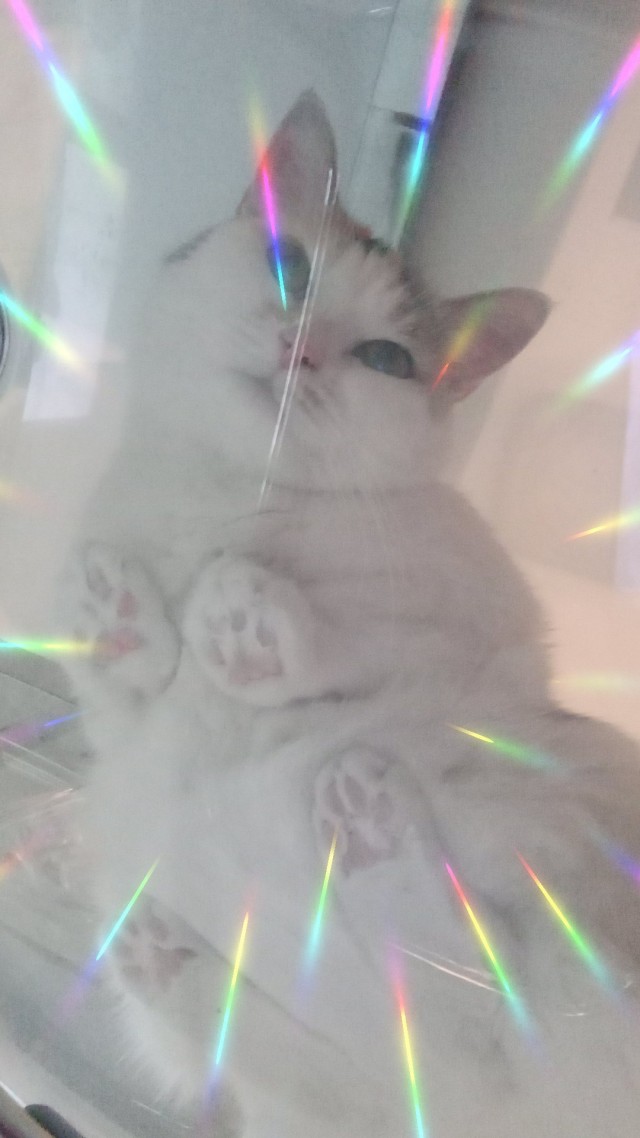 Котовторник! 16+ Коллеги-рабы, отмечаемся, у кого хозяину много лет!