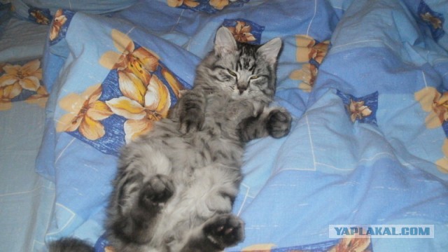 Котовторник 23.04.2013
