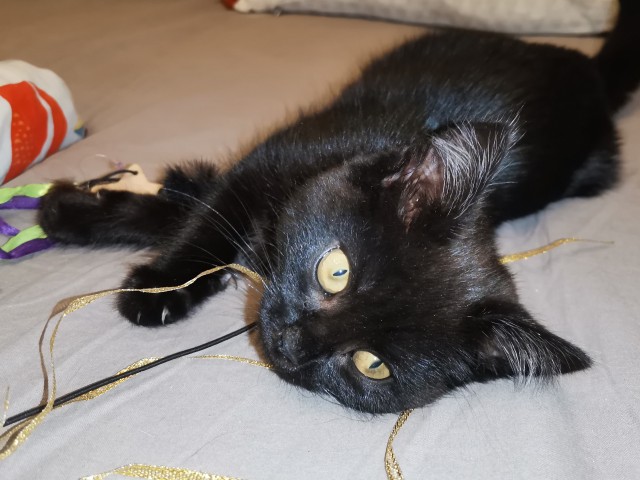 Спасение котенка