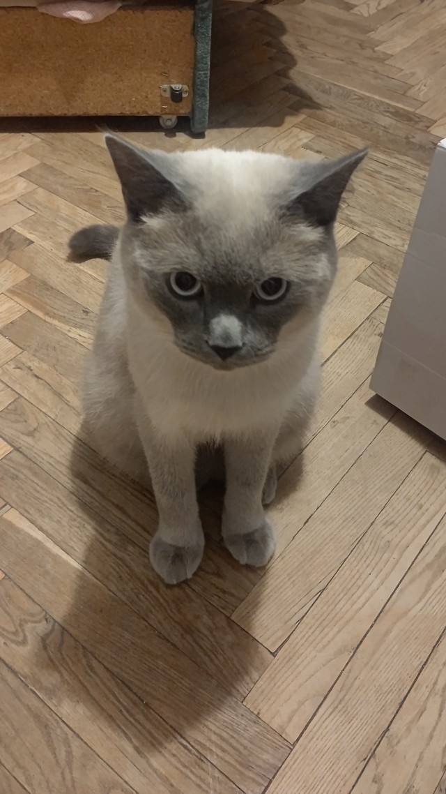 Кошки защищают хозяев от болезней — учёные