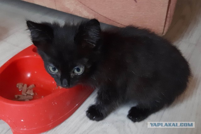 Котовторник