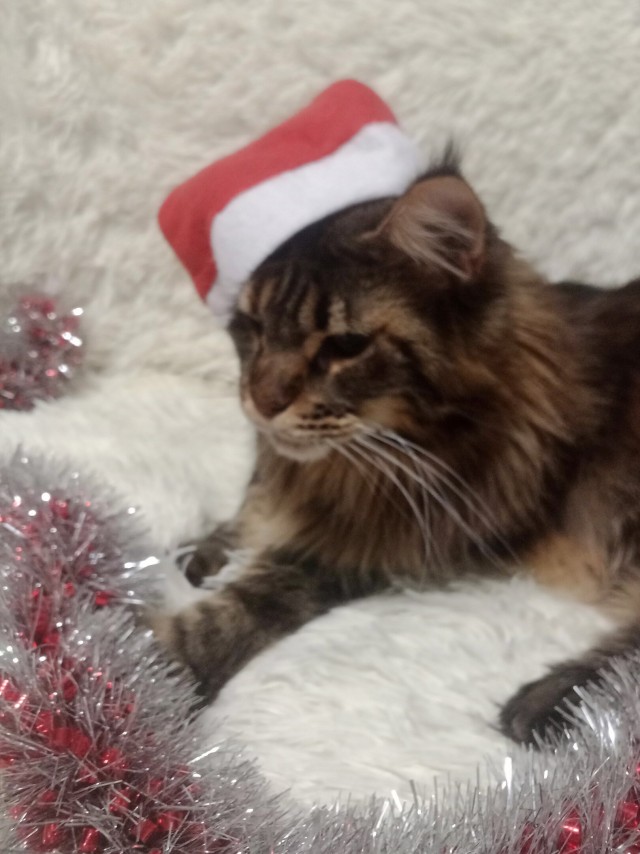 Новогодний кот