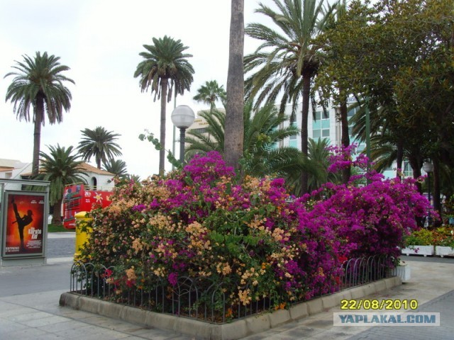 Хочу дачу на канарах!