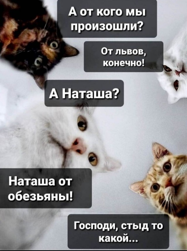 Жизнь домашнего приюта "Котоленд" 430
