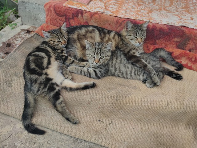 Котовторник!