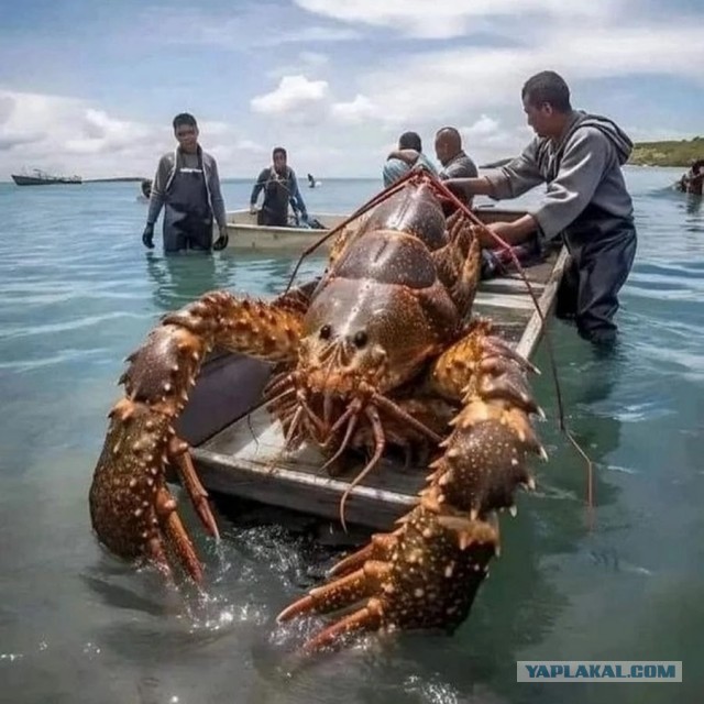 Ибо грядет, коллеги!