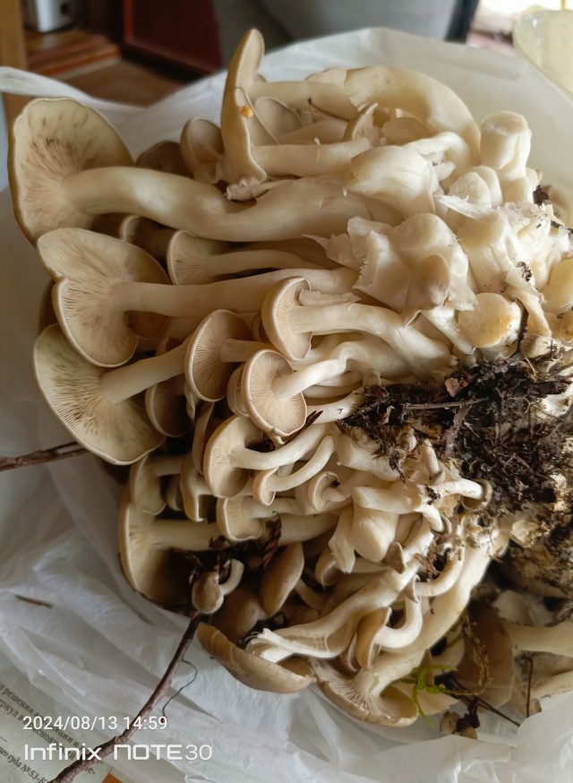 Грибочки. Ленобласть