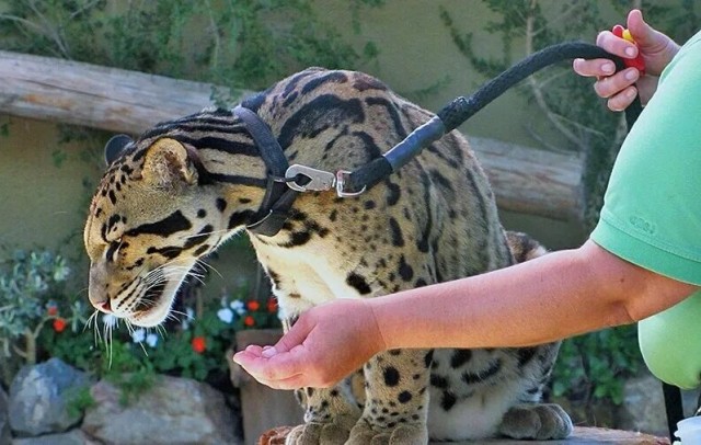 Сибирская кошечка