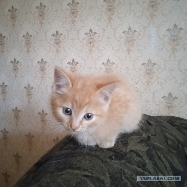 Пост накопления всякой милоты