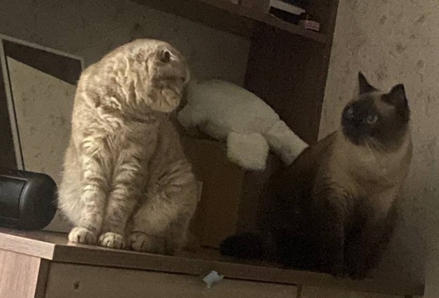 Спящий кот