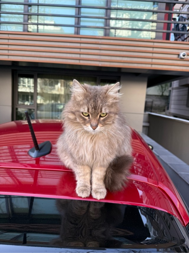 Нефотогеничный кот