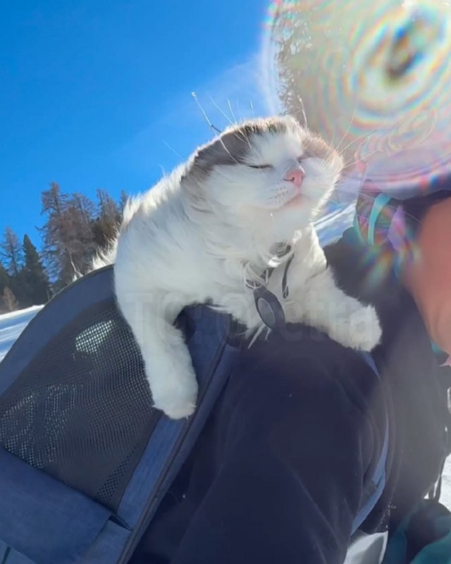 Кошка из Швейцарии, которая очень любит кататься на сноуборде