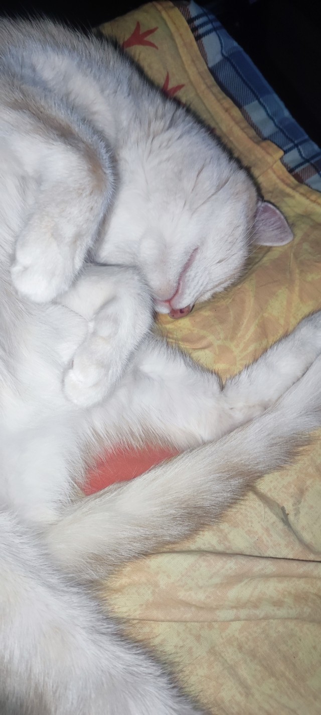 Котовторник