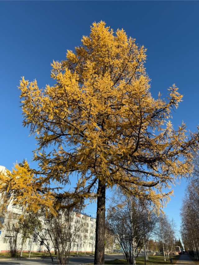 Вот и осень к нам пришла