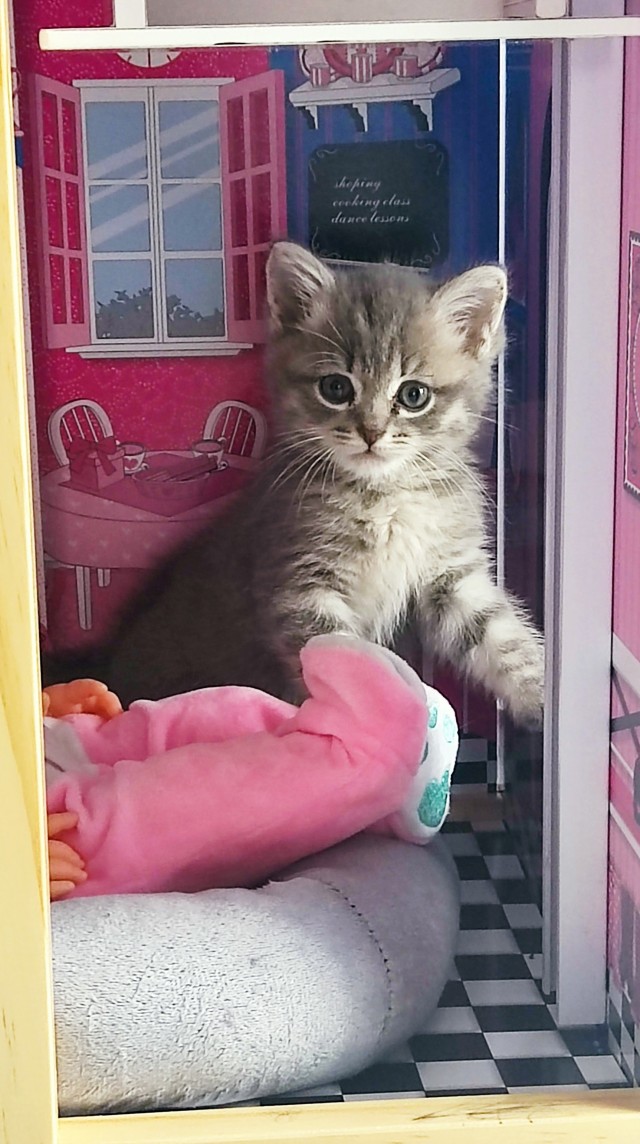 Ну вот и меня взяли в рабство...